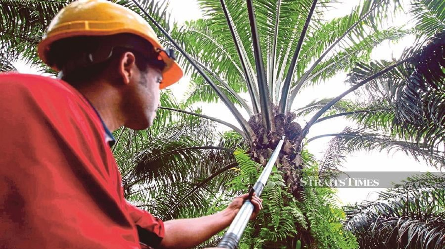 Malaysia eyes palm oil sector's RE integration into national grid with TNB, EC help 